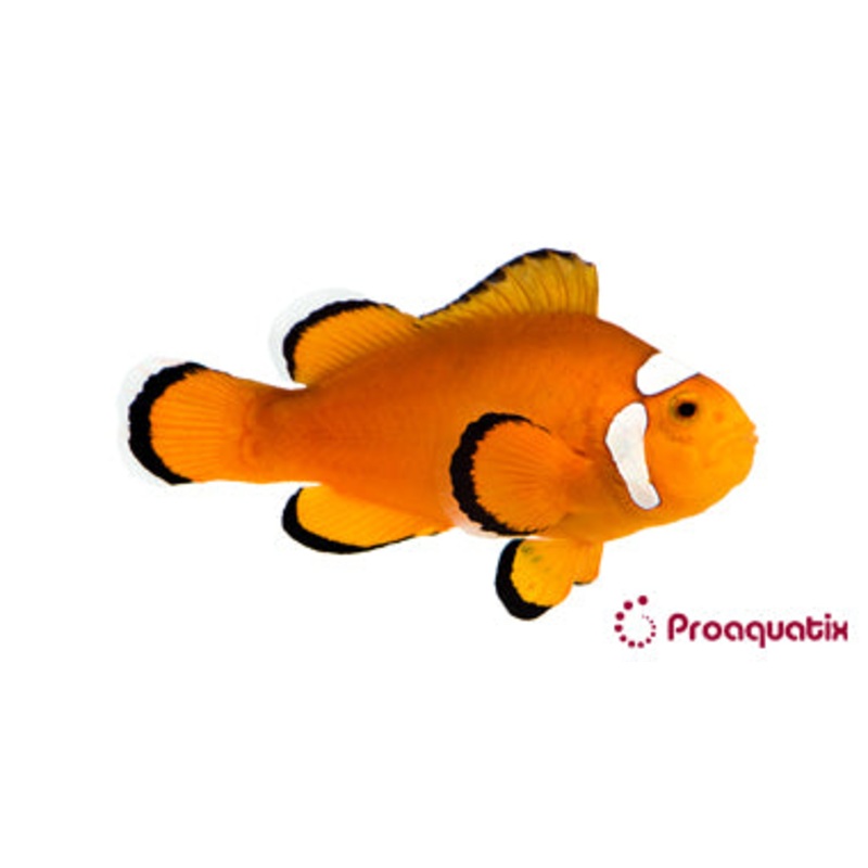 ProA - Extreme Misbar Ocellaris (Amphiprion ocellaris)