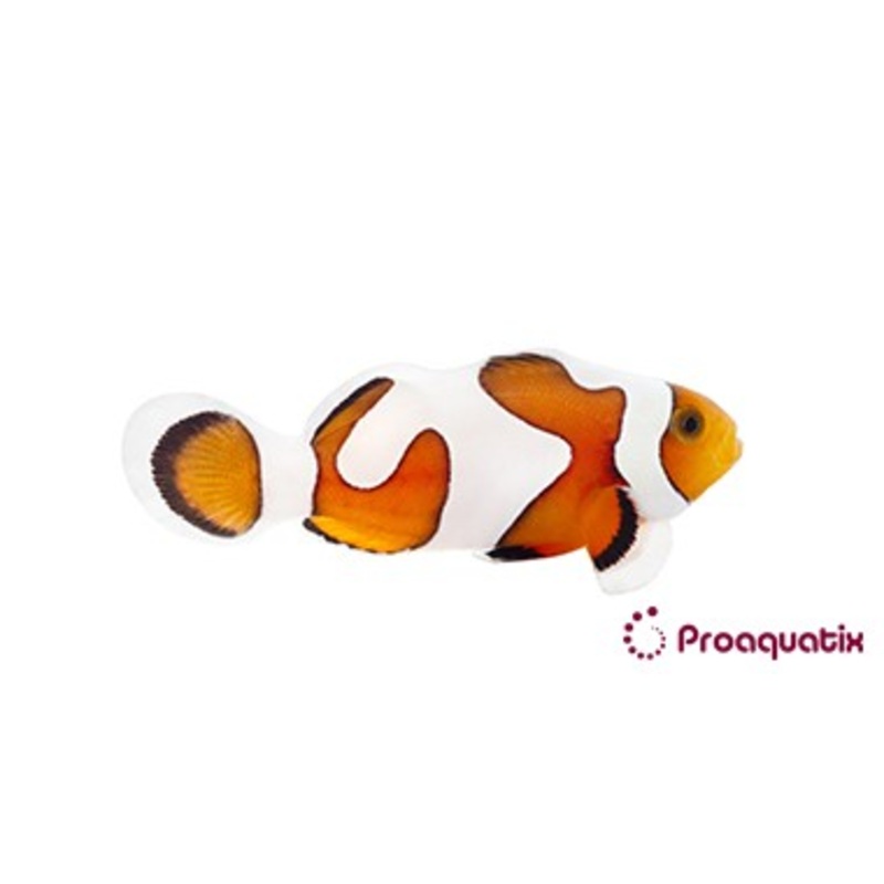 ProA - Gladiator (Amphiprion ocellaris)