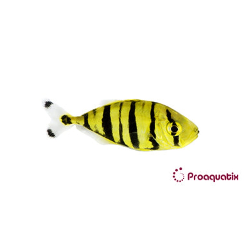 ProA - Golden Trevally Pilotfish (Gnathanodon speciosus)