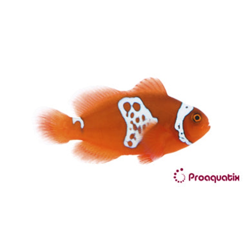 ProA - Lightning Maroon Clownfish (Premnas biaculeatus)