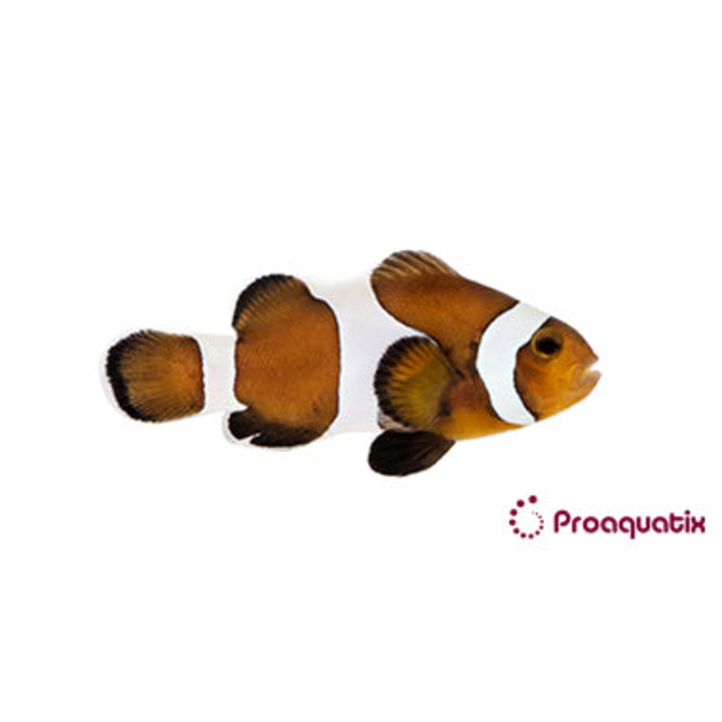 ProA - Mocha Ocellaris (Amphiprion ocellaris)