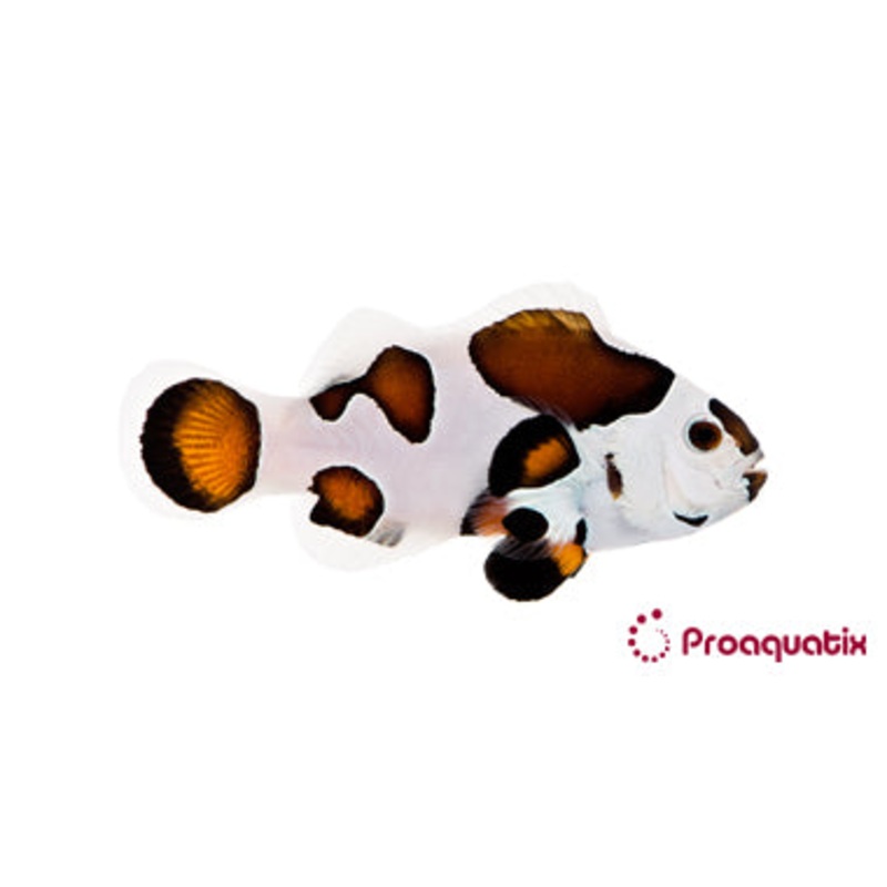 ProA - Mocha Storm (Amphiprion ocellaris)
