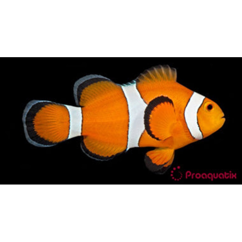 ProA - Ocellaris Clownfish (Amphiprion ocellaris)