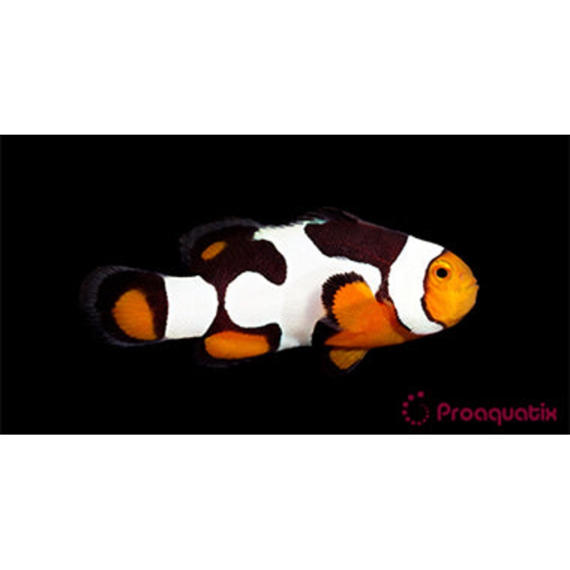 ProA - Onyx Picasso (Amphiprion percula)