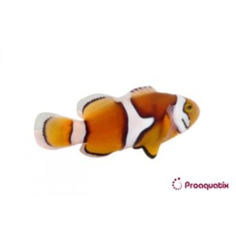 ProA - Percula (Amphiprion percula)