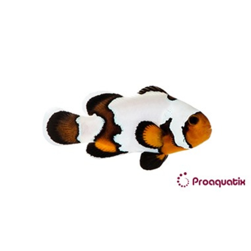 ProA - Premium Black Ice (Amphiprion ocellaris)