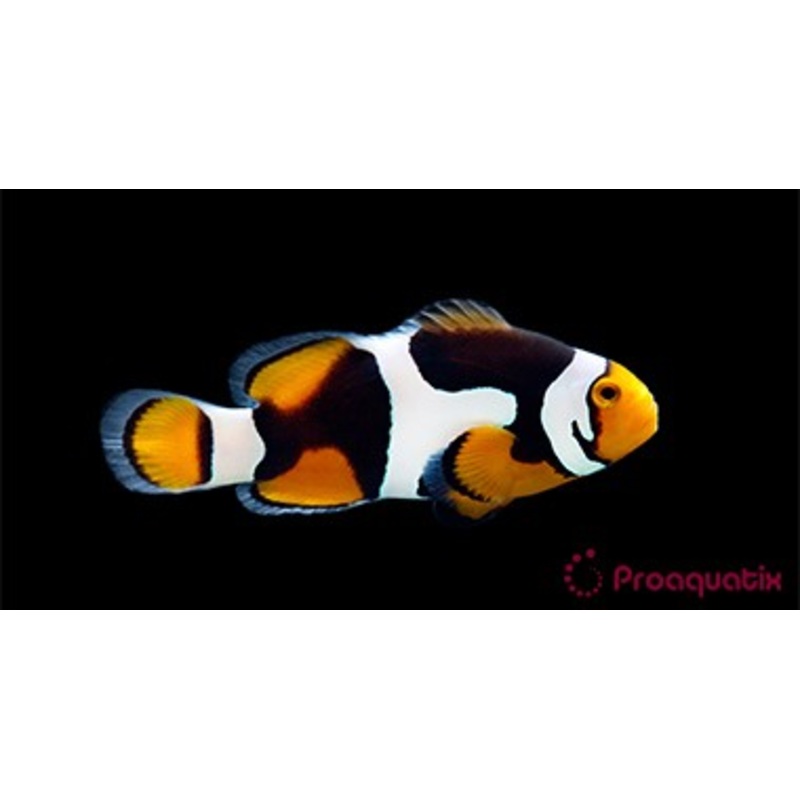 ProA - Semi Onyx (Amphiprion percula)