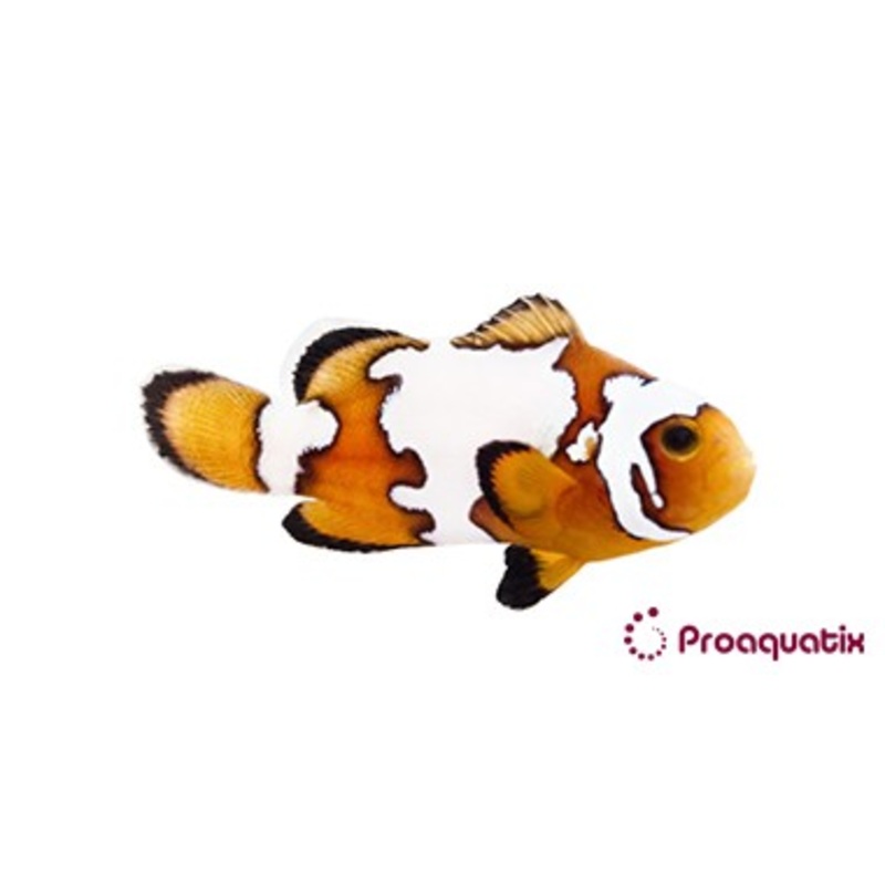 ProA - Snowflake (Amphiprion ocellaris)