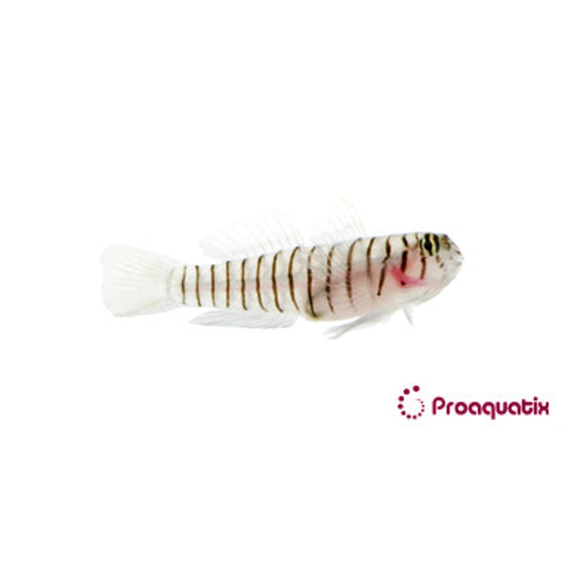 ProA - Tiger Goby (Elacatinus macrodon)