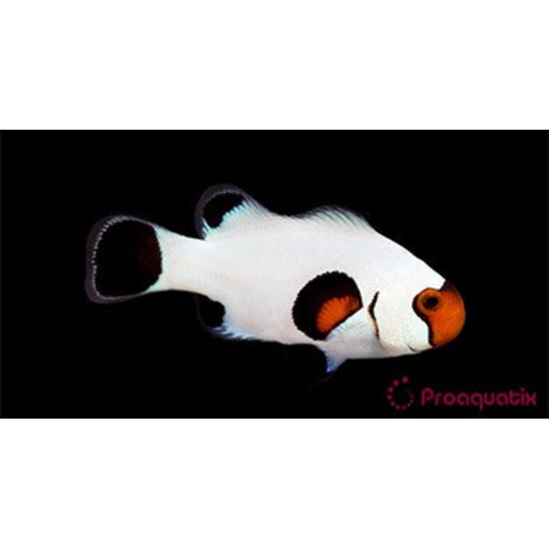 ProA - Wyoming White (Amphiprion ocellaris)