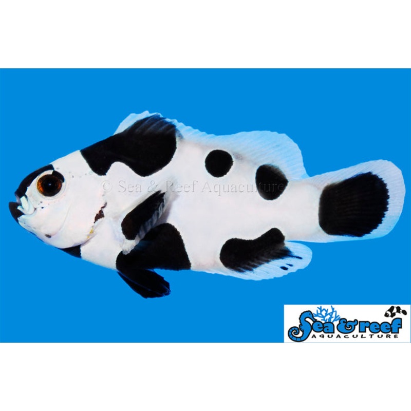 Sea & Reef - Black Storm Clownfish (Amphiprion ocellaris)