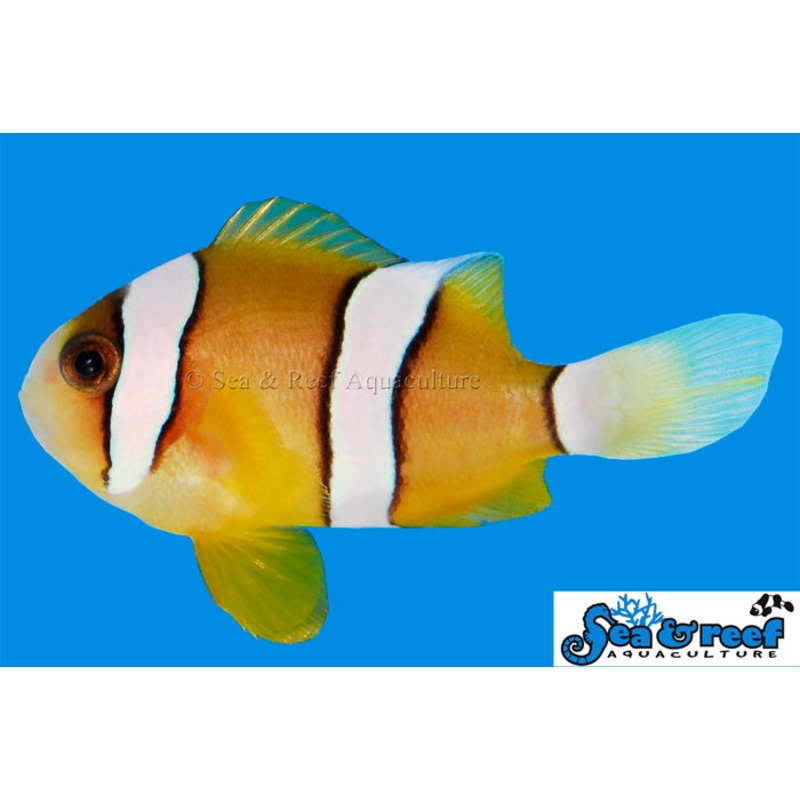 Sea & Reef - Clarkii Clownfish (Amphiprion clarkii)