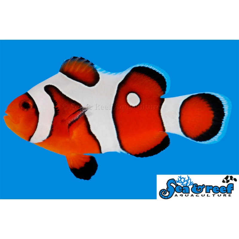 Sea & Reef - DaVinci Clownfish Grade A (Amphiprion ocellaris)