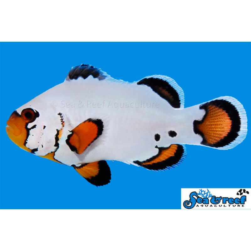 Sea & Reef - Flurry Clownfish (Amphiprion ocellaris)