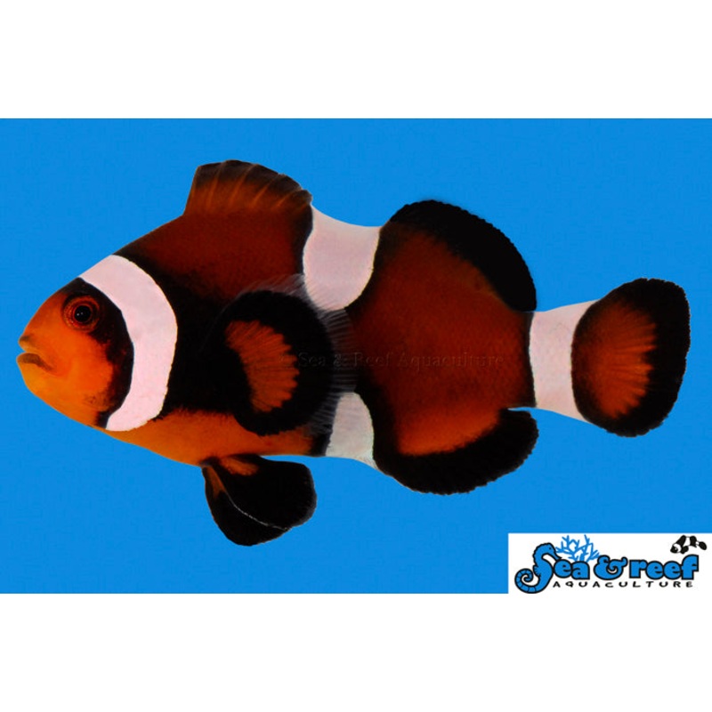 Sea & Reef - Maine Mocha Clownfish (Amphiprion ocellaris)