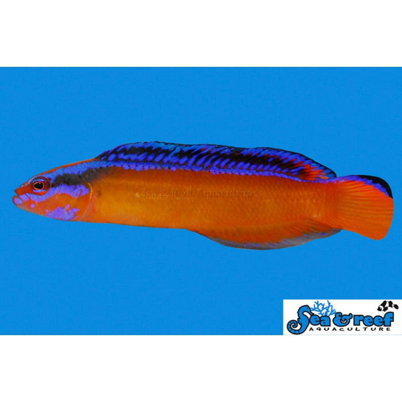 Sea & Reef - Neon Dottyback (Pseudochromis aldabraensis) - 3LOT pricing - ON SALE