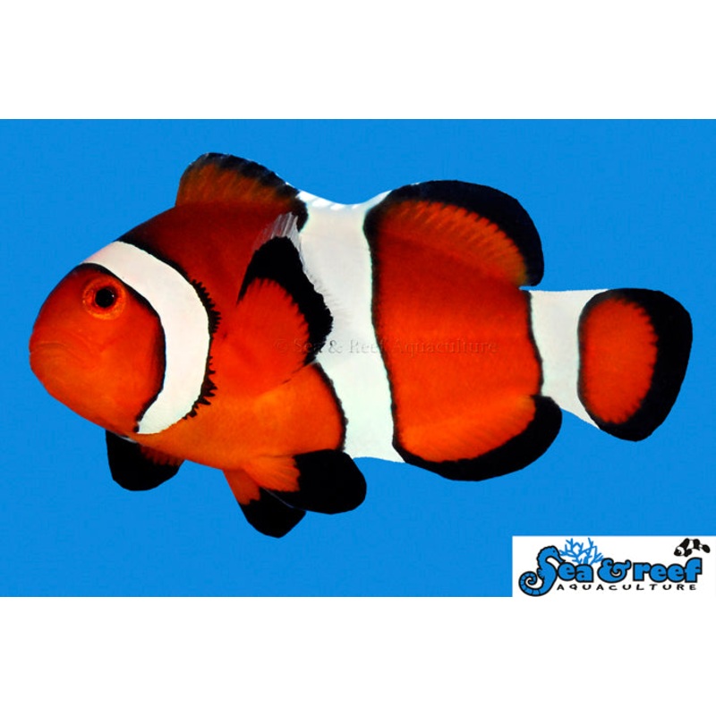 Sea & Reef - Ocellaris Clownfish (Amphiprion ocellaris)