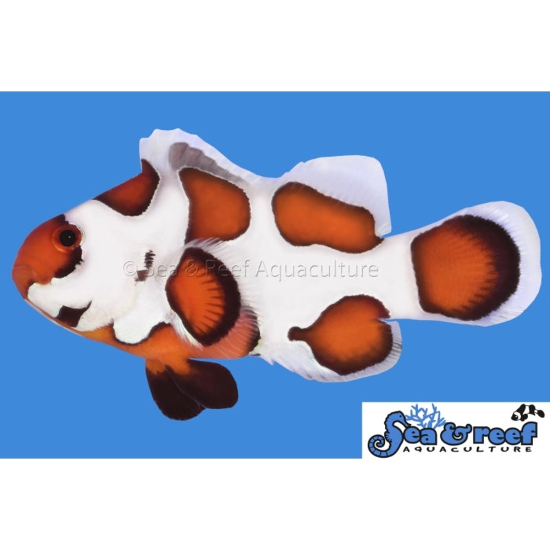 Sea & Reef - Orange Storm Clownfish (Amphiprion ocellaris)