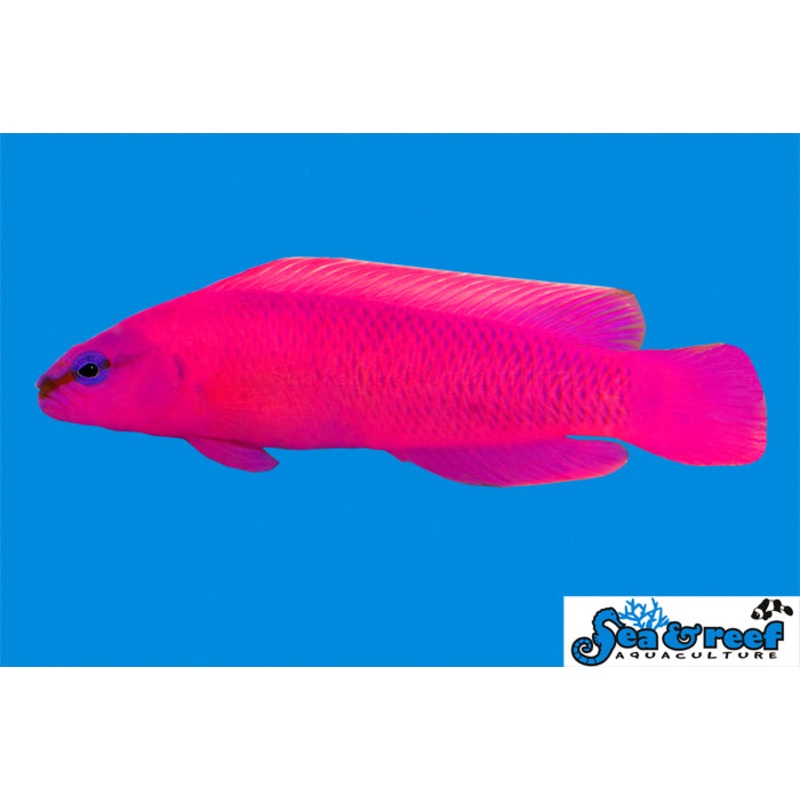 Sea & Reef - Orchid Dottyback (Pseudochromis fridmani)