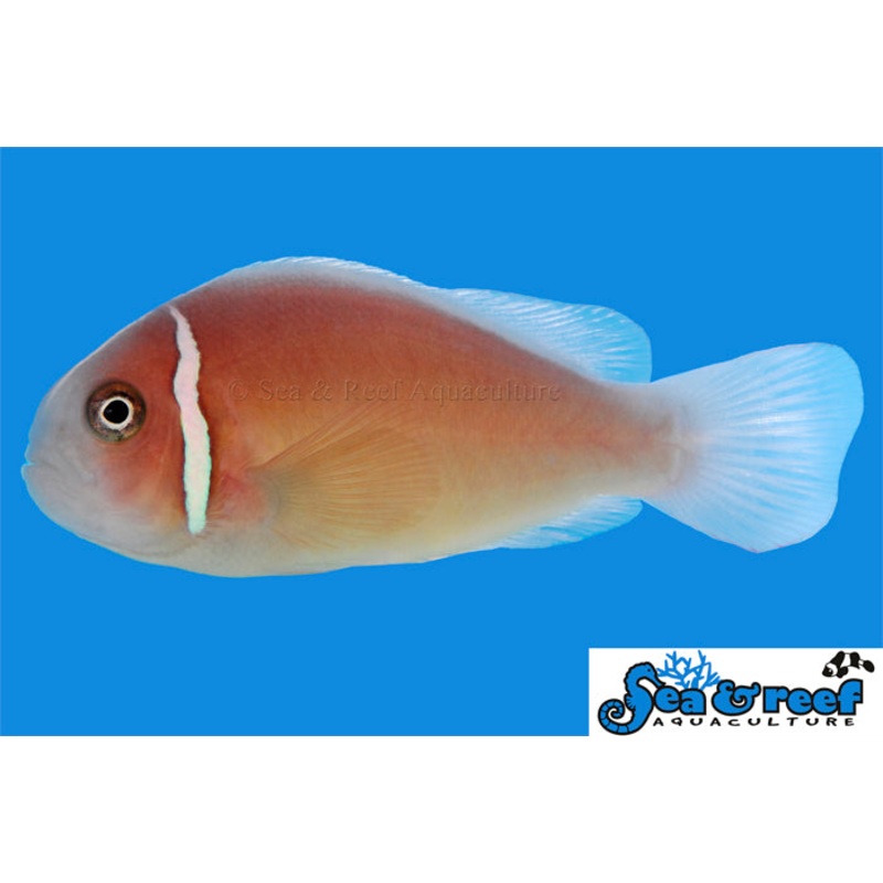Sea & Reef - Pink Skunk Clownfish (Amphiprion perideraion)