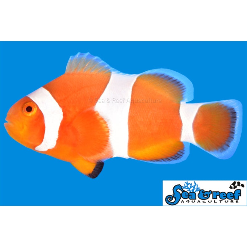 Tangerine Albino Ocellaris Clownfish (Amphiprion ocellaris)