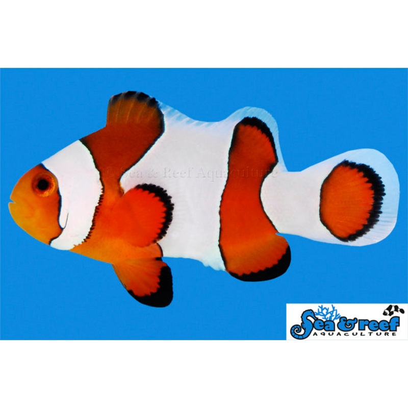 Wide Bar Gladiator Ocellaris (Amphiprion ocellaris)