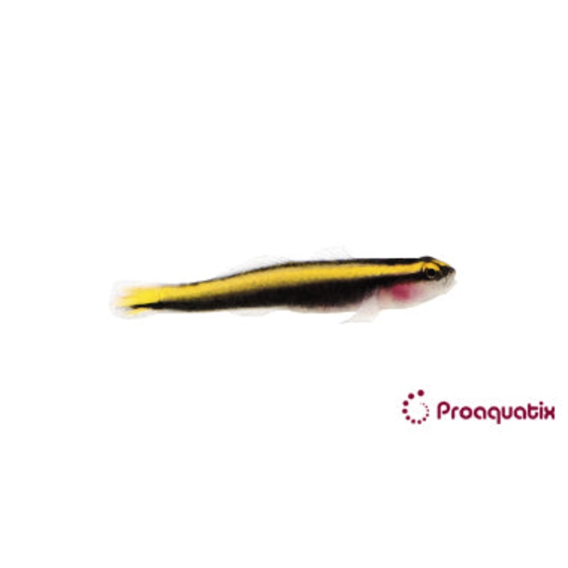 Yellow Line Cleaner
