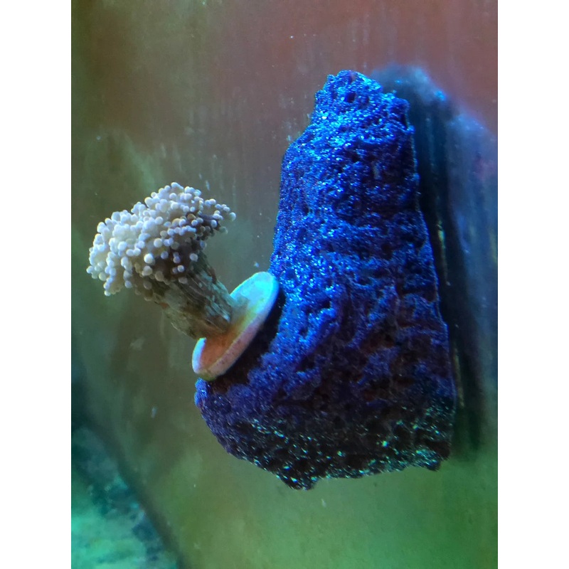Reef Rax - Single Plug 1/2 inch