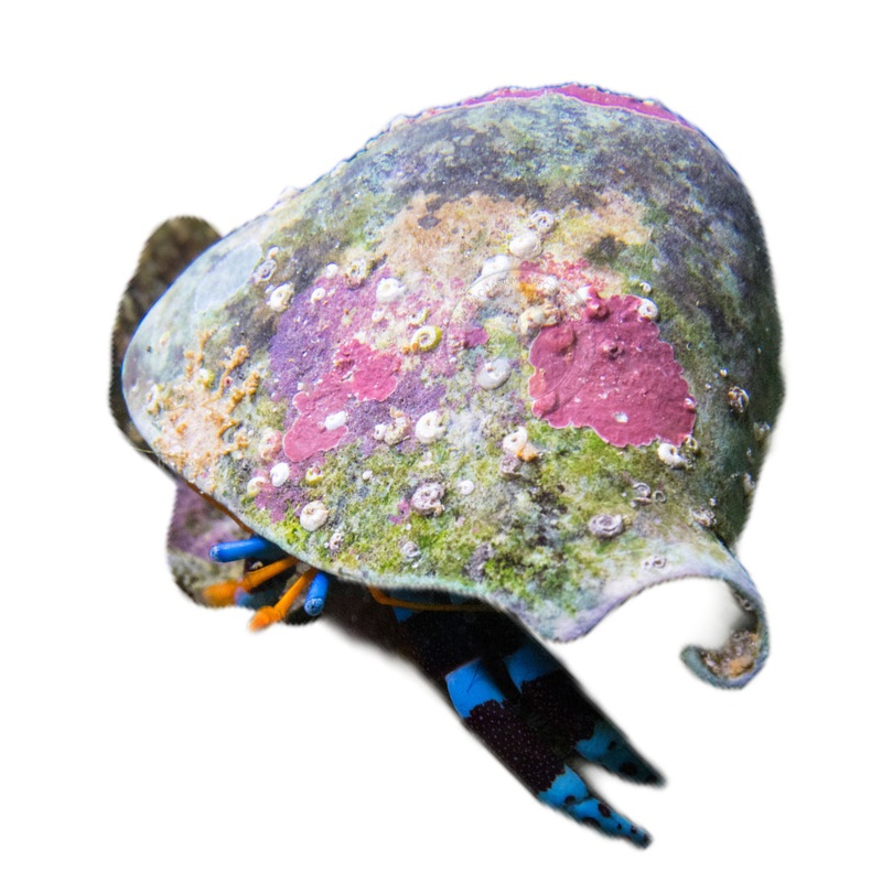 Blue Leg Hermit Crab