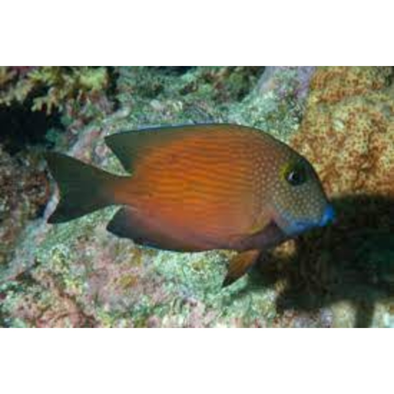 Blue Lip Bristletooth Tang