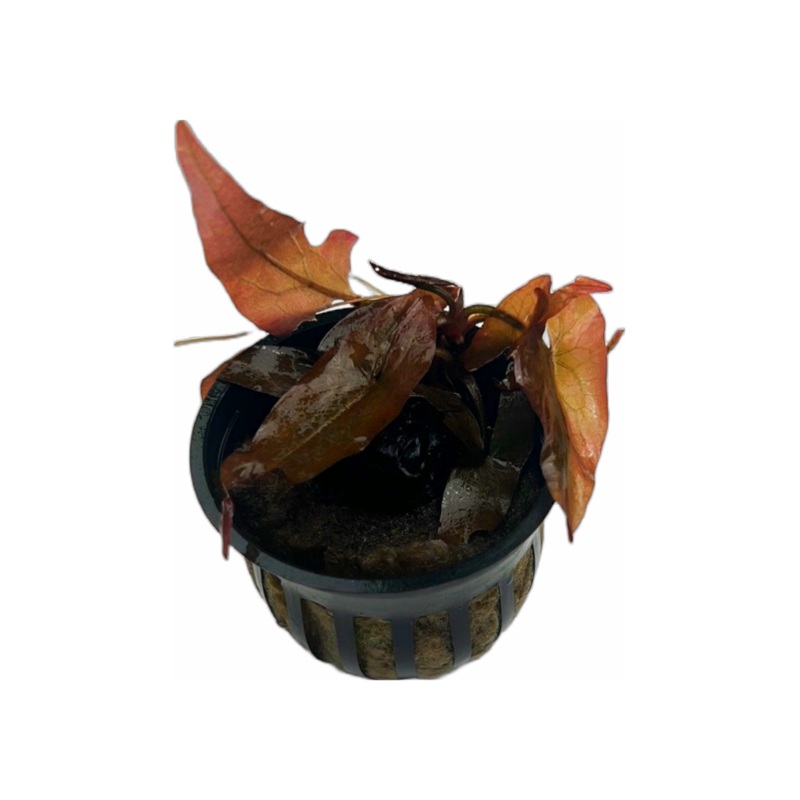 Dwarf aquarium lily