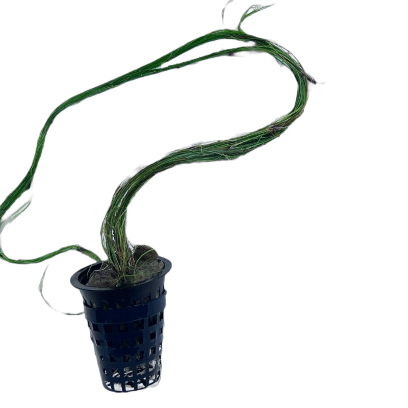 Eleochairs montevidensis (Giant Hairgrass)