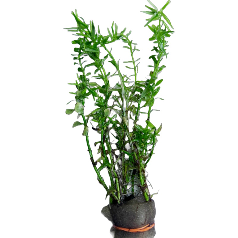 Green Roundleaf Toothcup (Rotala rotundifolia "Green")