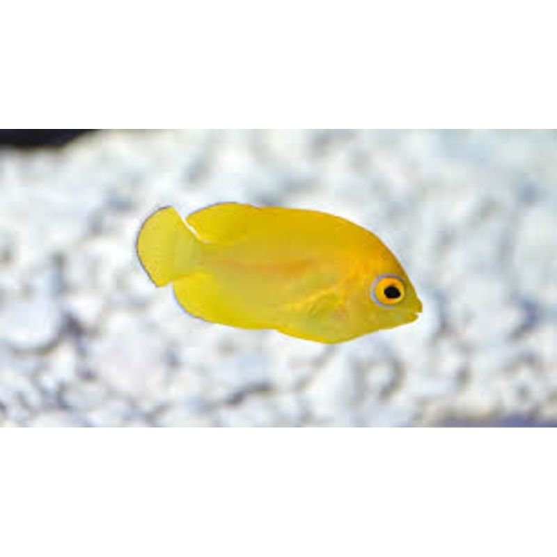 Lemon Peel Angelfish (Captive Bred Bali)