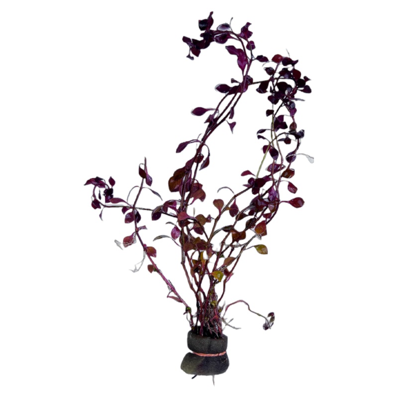 Ludwigia palustris