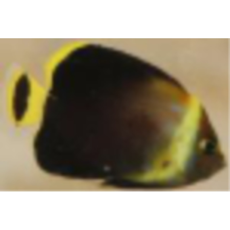 Maze Angelfish  (Captive Bred Bali)