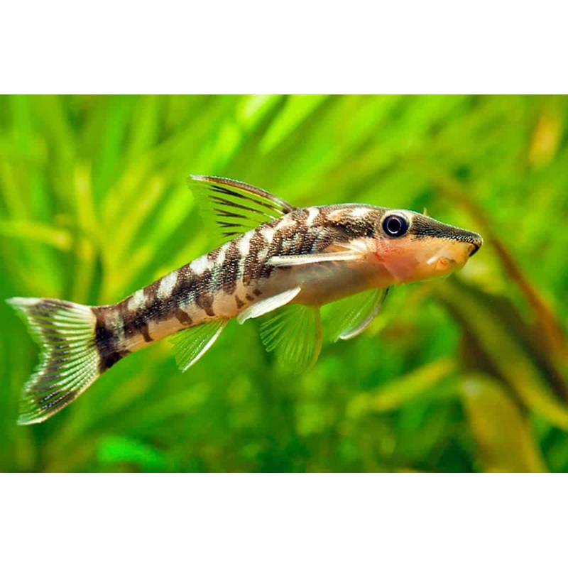 Otto Catfish (Otocinclus sp.)