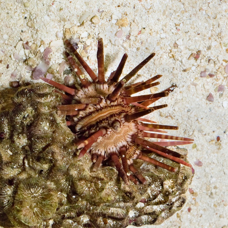Pencil Urchin