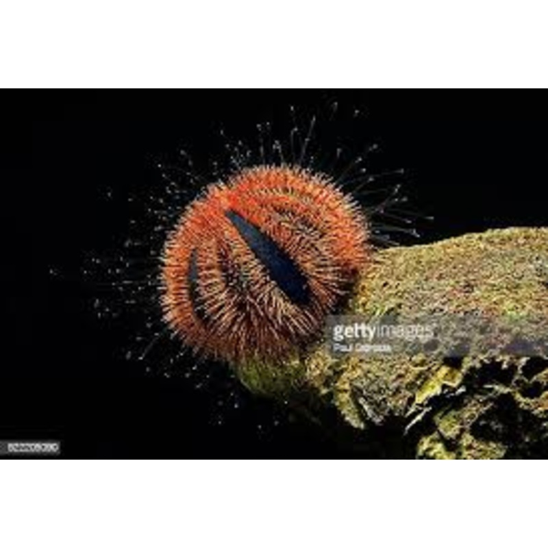 Red Tuxedo Urchin