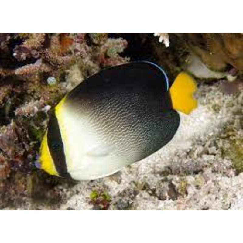 Singapore Angelfish (Chaetodontoplus mesoleucus)