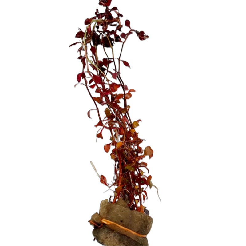 Super Red Ludwigia (Ludwigia palustris "Triple Red")