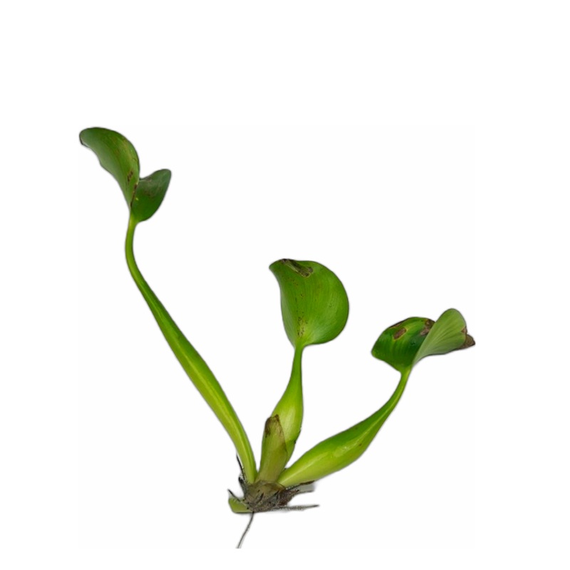 Water Hyacinth