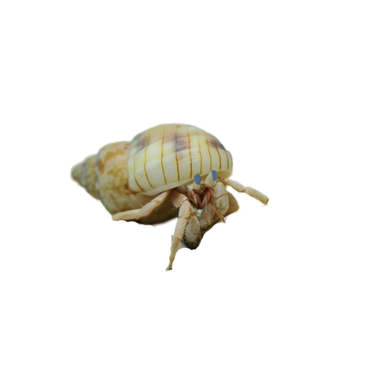 White Clawed Blue Eyed Hermit Crab