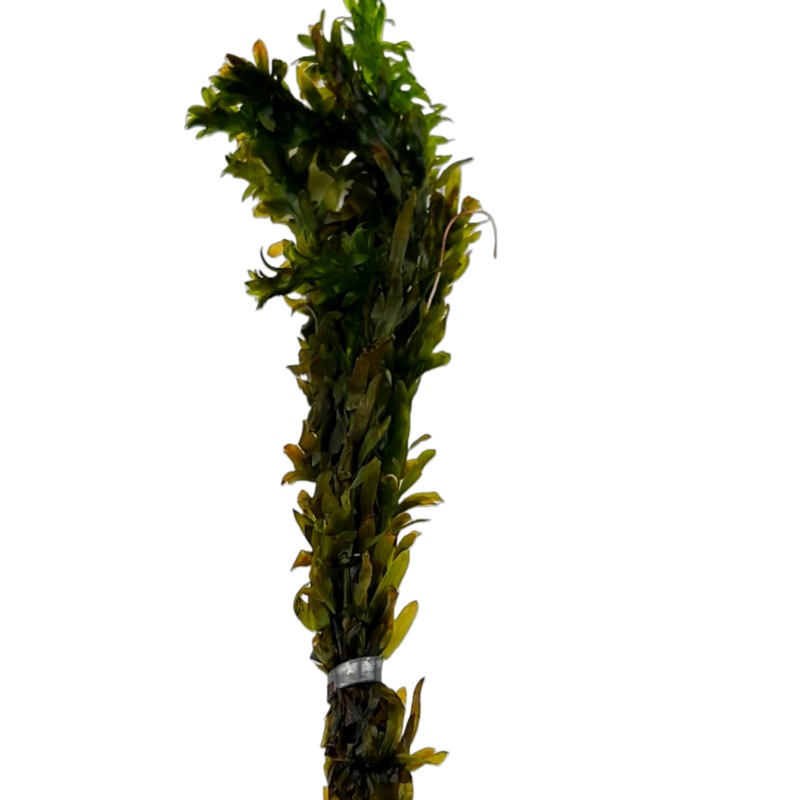 Anacharis (Egeria densa)