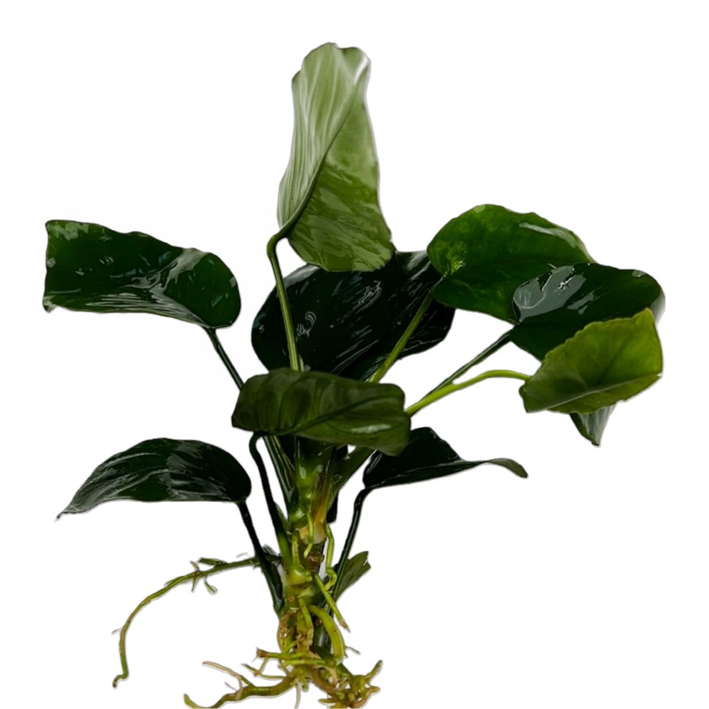 Anubias Barteri (Anubias barteri)