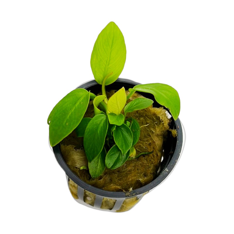 Anubias barteri nana (GOLDEN)