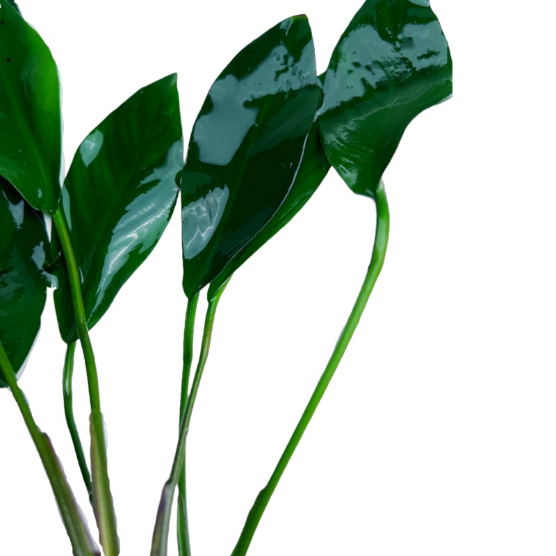Anubias Congensis (Anubias afzelii var. "congensis")