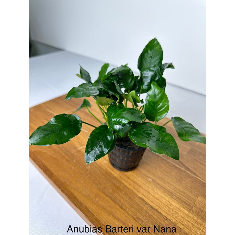 Anubias Nana (Anubias barteri var. "nana")