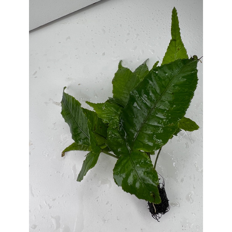 Bolbitis heteroclite asiatica
