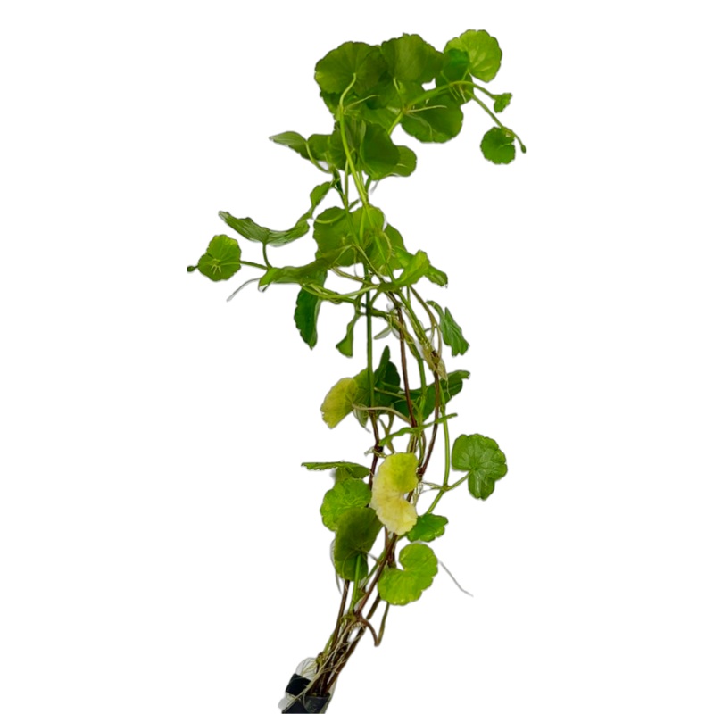 Brazilian Pennywort (Hydrocotyle leucocephala)